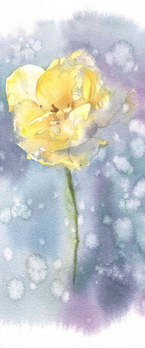 Winter tulip by Natasha Sokolnikova