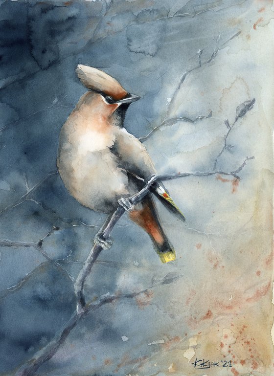 waxwing in winter scenery