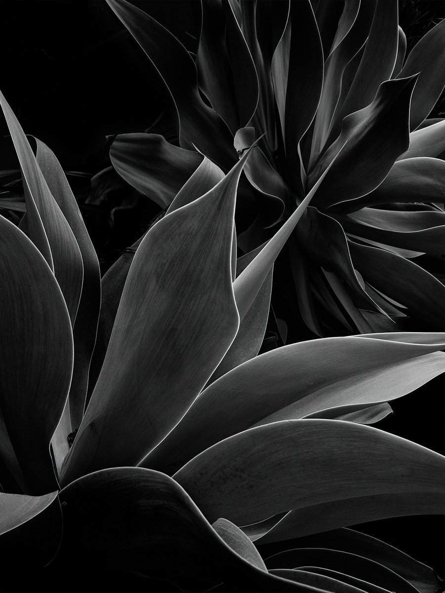 Organic Botanical Photograph By Heike Bohnstengel, 20 X 24, Flow, Original Artwork