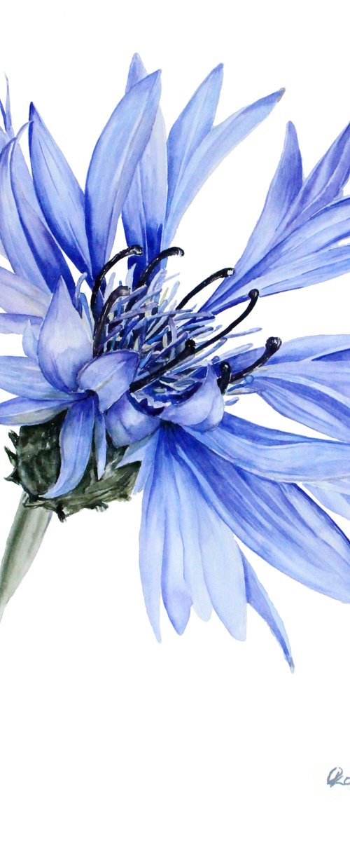 Wild cornflower by Olga Koelsch
