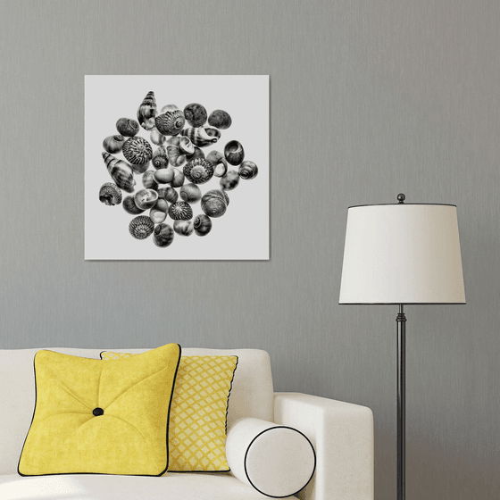 Shells from the Isles of Scilly