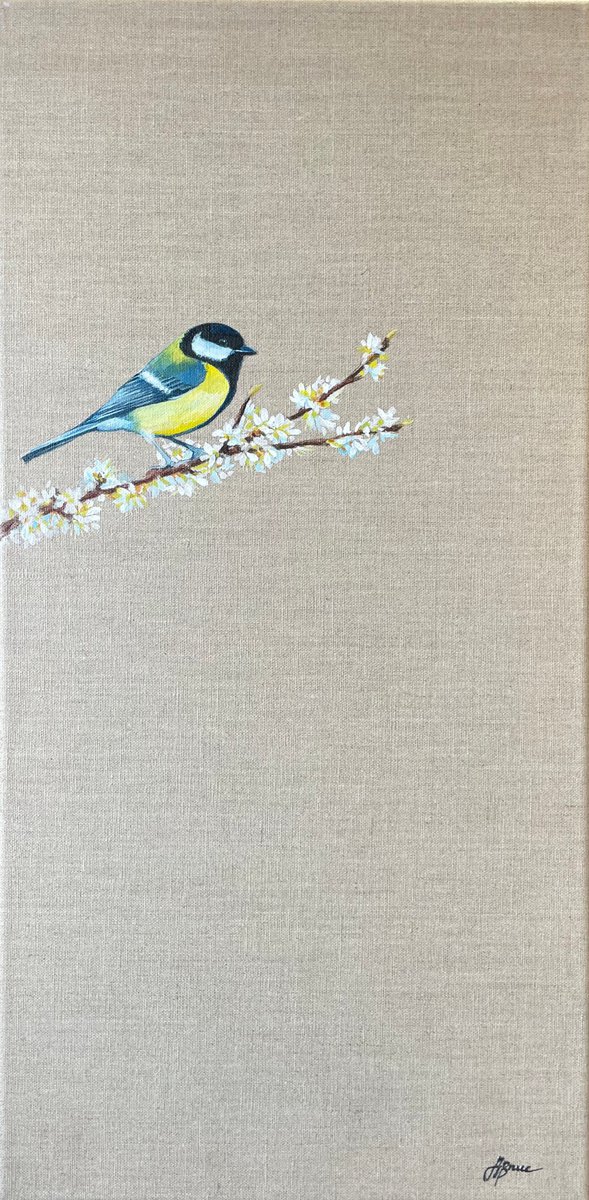 Great Tit on White Blossom by Hannah Bruce