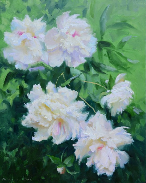 White peonies.Etude.