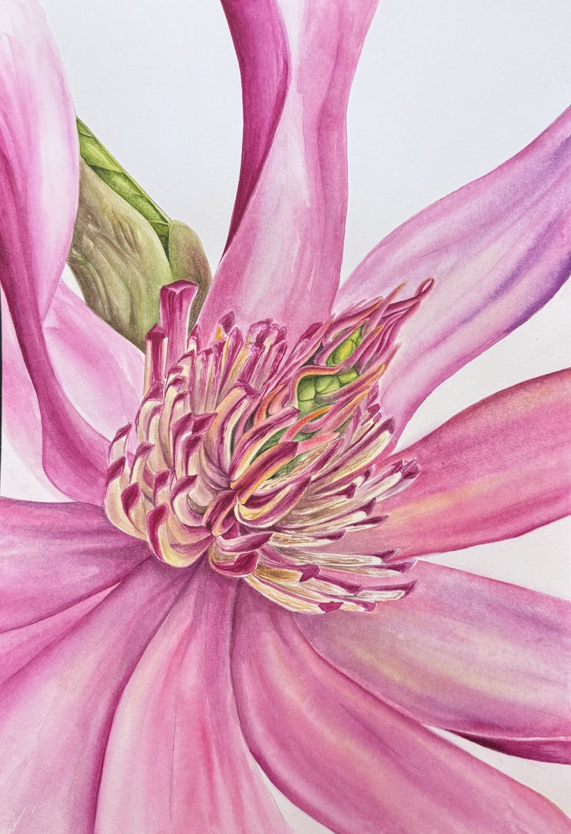 Botanical Watercolour By Julia Gorislavska, 8 X 12", Magnolia Flower, Original Artwork