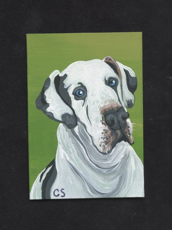 ACEO ATC Original Miniature Painting Great Dane Pet Dog Art-Carla Smale