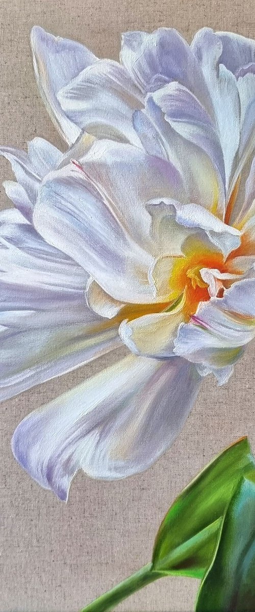 White tulip by Anna Bessonova (Kotelnik)