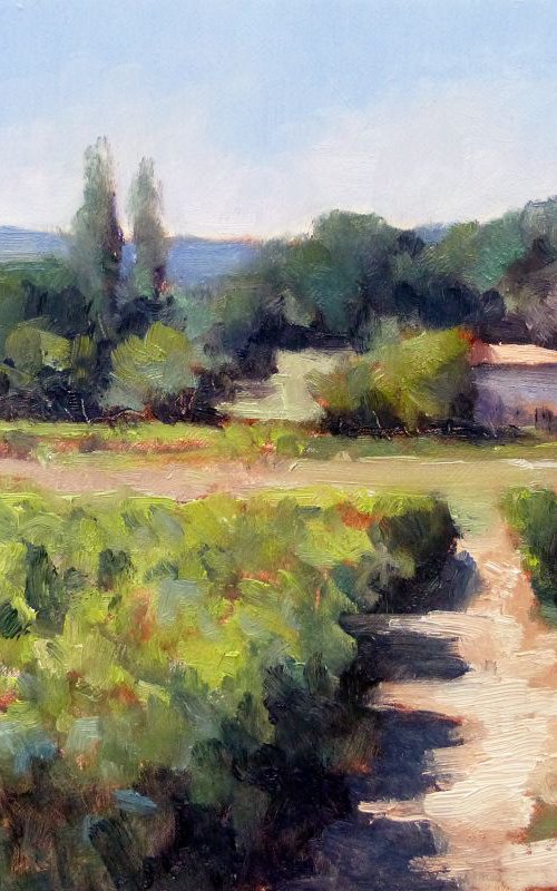 Vineyards in Vaucluse by Pascal Giroud