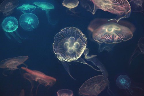 Moon Jellyfish by Nadia Attura