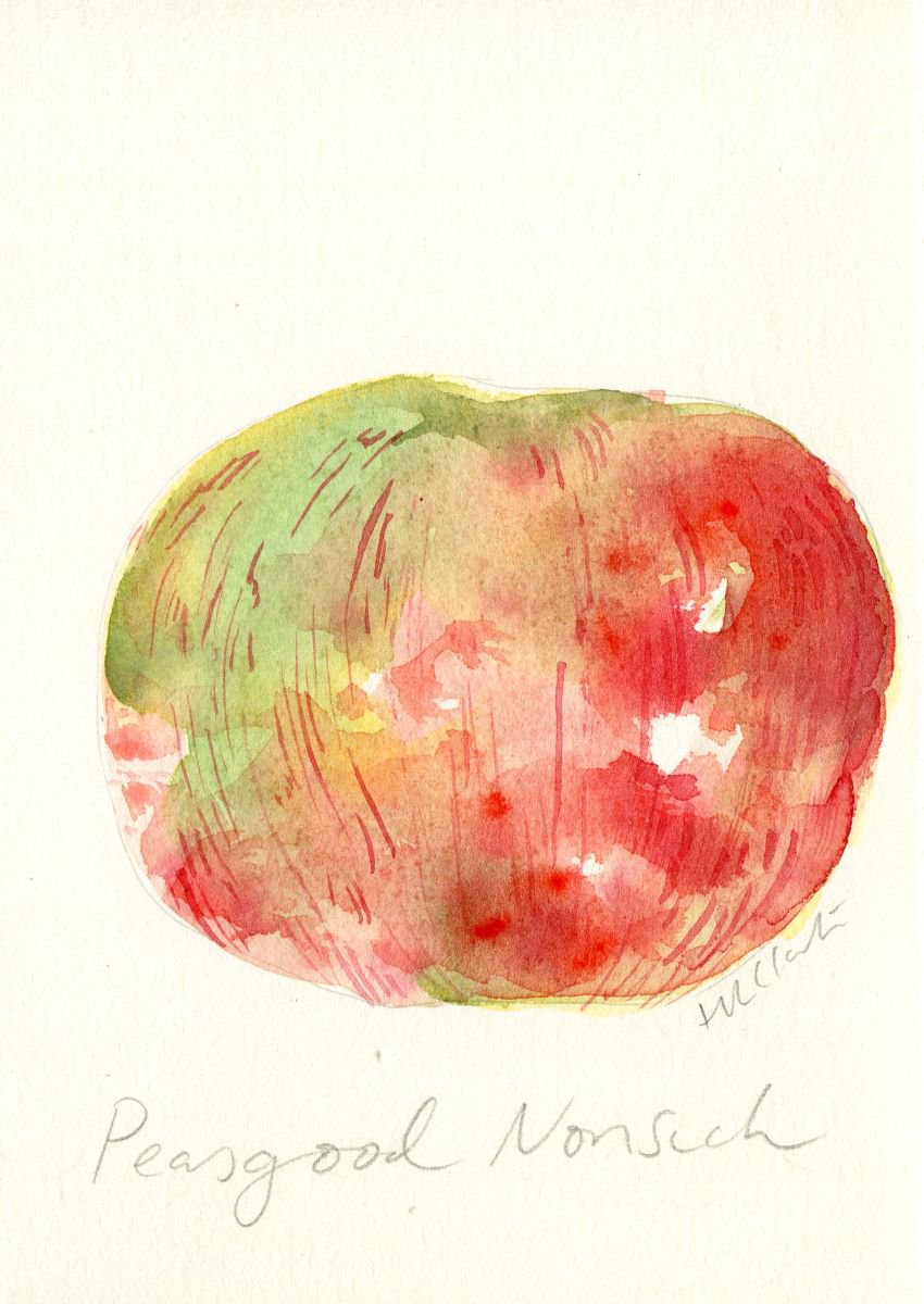 Peasgood Nonsuch Apple Watercolour by Hannah Clark