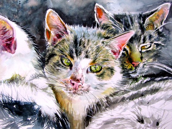 Our cats