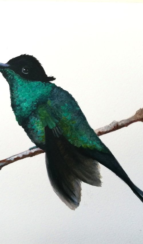 Hummingbird - watercolour painting by Daniela Roughsedge