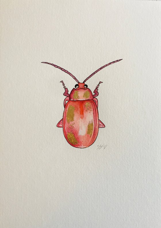 Pink beetle