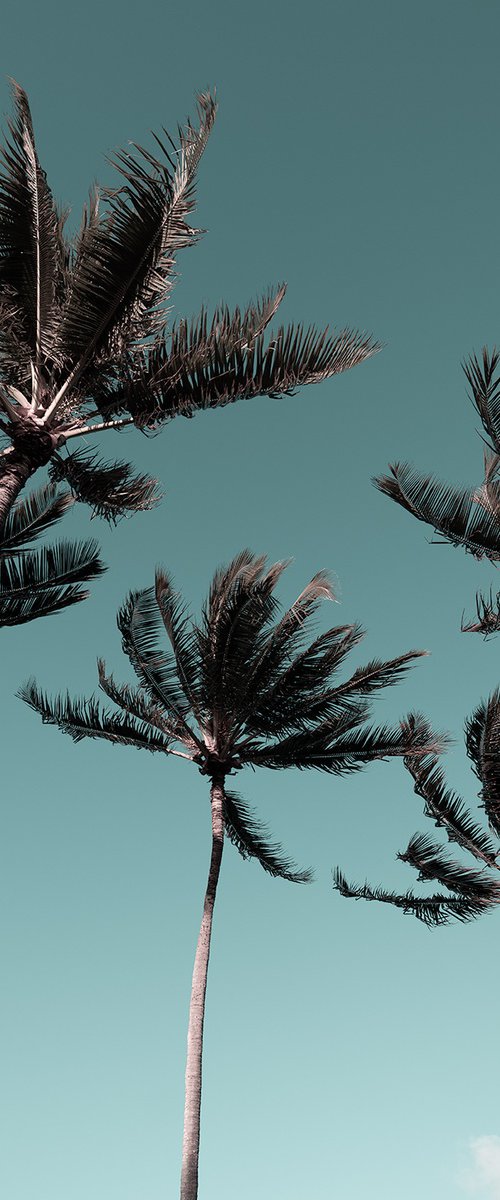 Palms by Nick Psomiadis