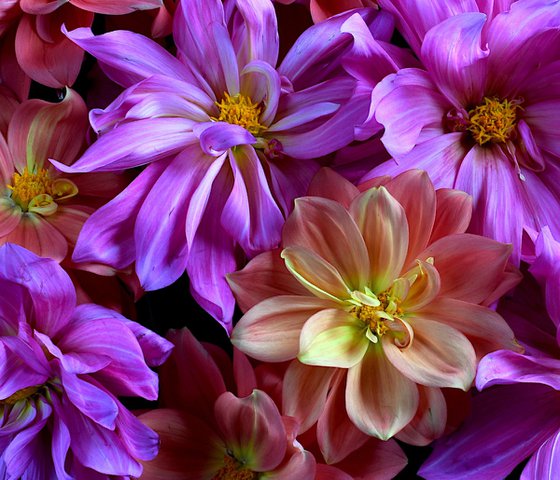 Pink and Peach Dahlias