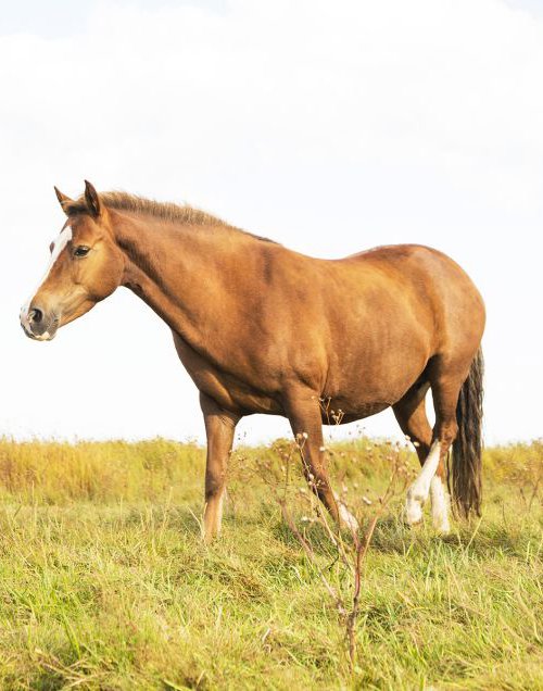 MOTHER AND FOAL by Andrew Lever