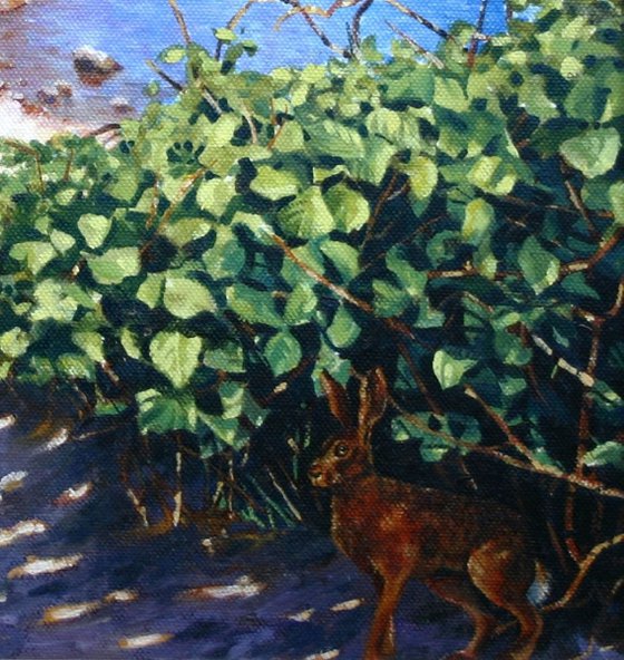 Startled Hare