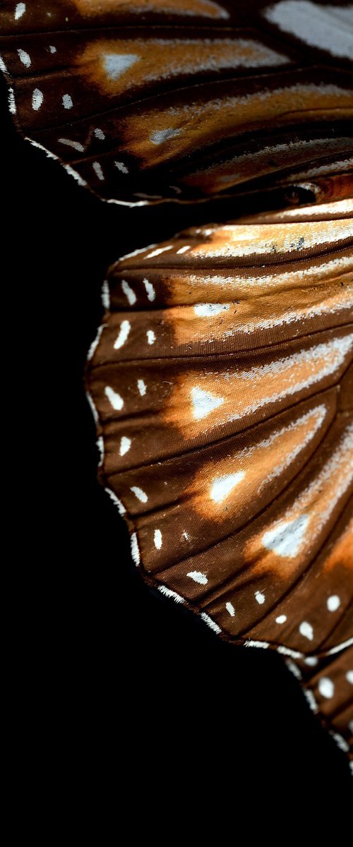Monarch Butterfly Wing by Nadia Culph