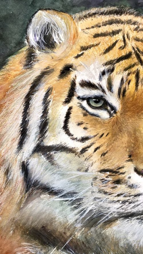 Tiger Eyes II by Ksenia Lutsenko