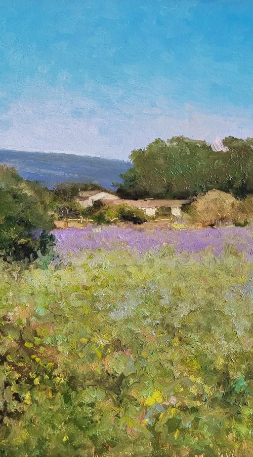 Lavender in Drôme Provençale by Pascal Giroud