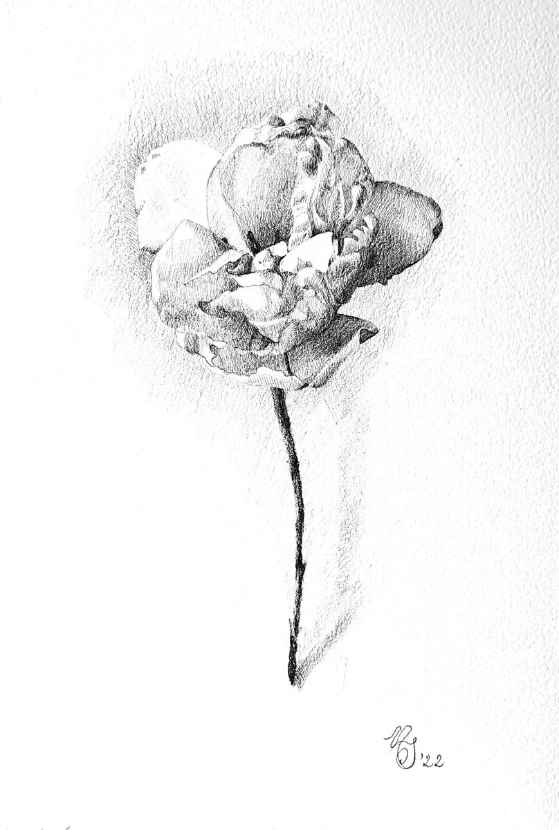 Winter tulip, pencil by Natasha Sokolnikova