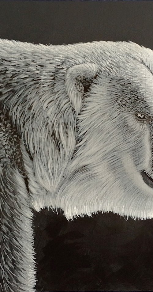 Polar bear in black in white by Barry Gray