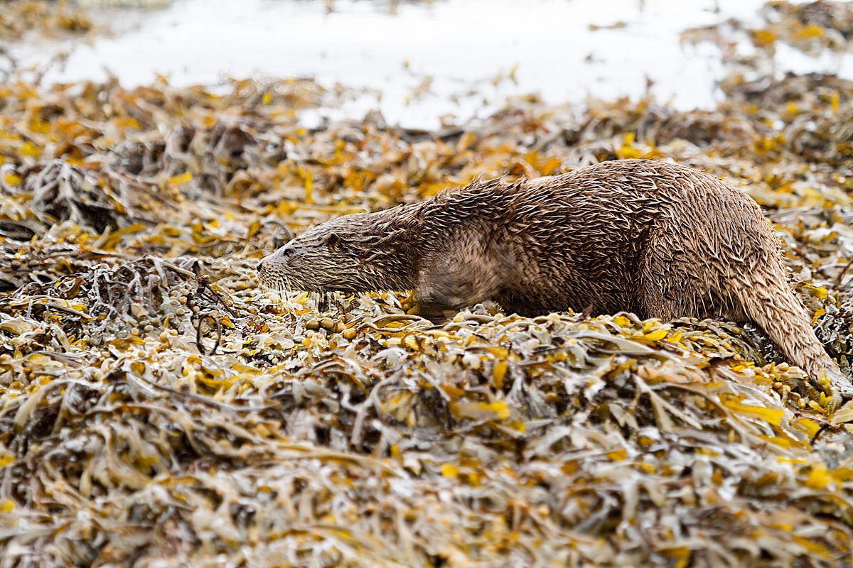 Animals Mammals - Beautifully camouflaged wild Otter on the Isle of Mull, Scotland by MBK Wildlife Photography