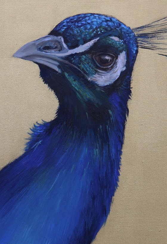 Peacock Portrait in Electric Blue