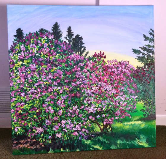 Lilac Profusion