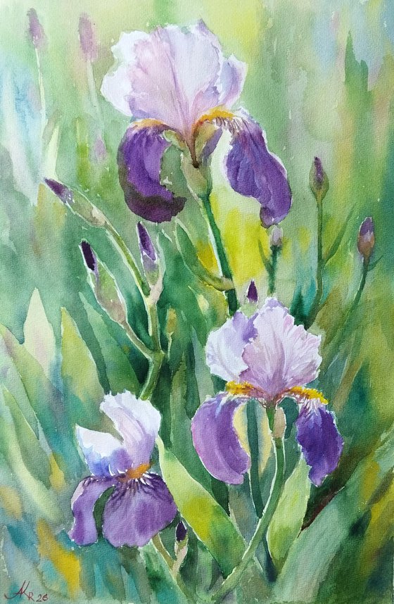 Grace of iris
