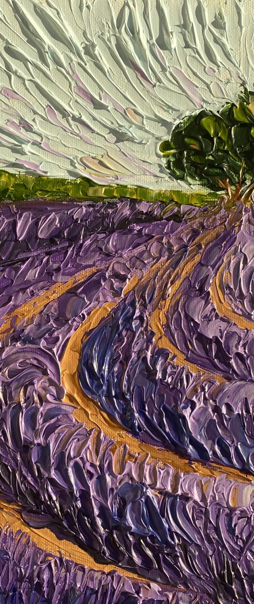 Lavender fields by Guzaliya Xavier
