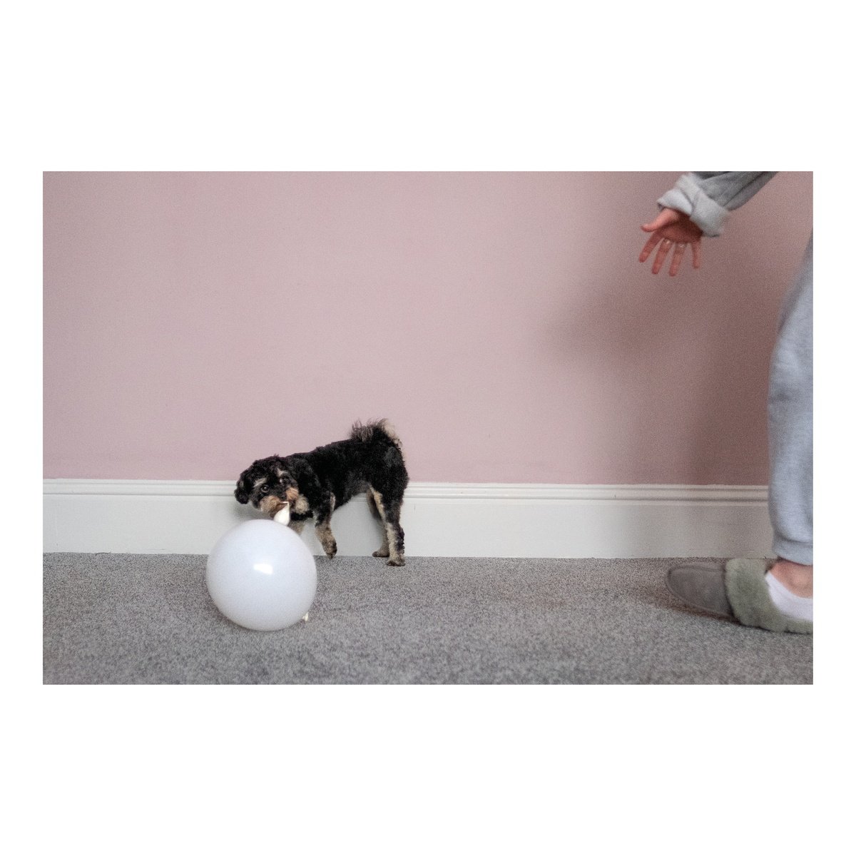 Animal Photograph By Vincent Dupont-Blackshaw, 20 X 20", Chase, Original Artwork