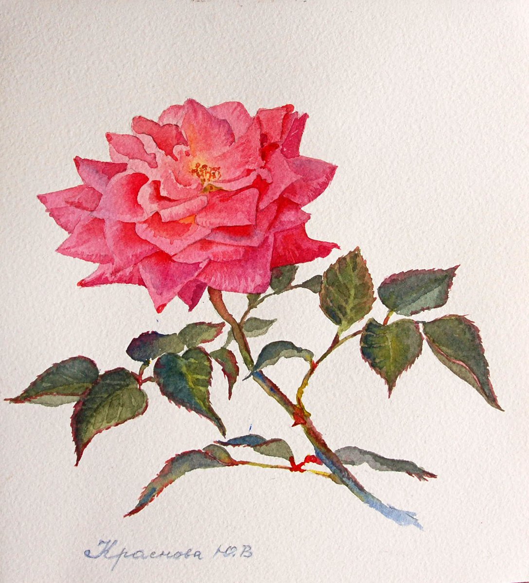 Photorealistic Botanical Watercolour By Yulia Krasnov, 7 X 7", Little Rose, Original Artwork