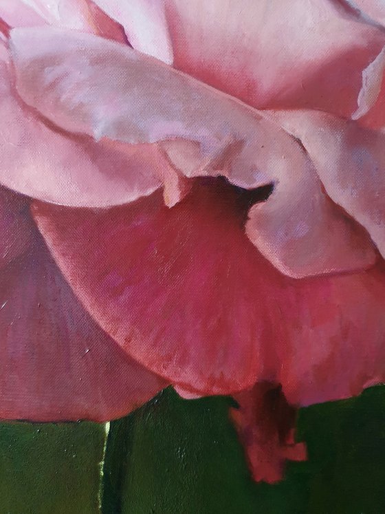 "With the first rays..." rose painting 2021