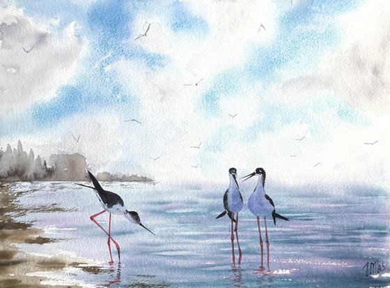 Seascape Wild birds Sunset