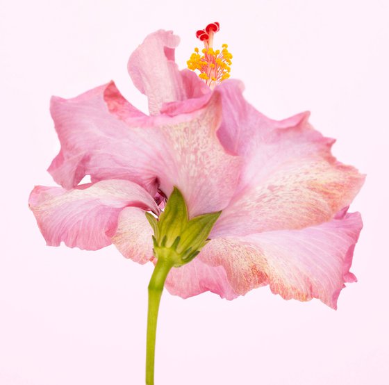 PINK TWIRLING HIBISCUS