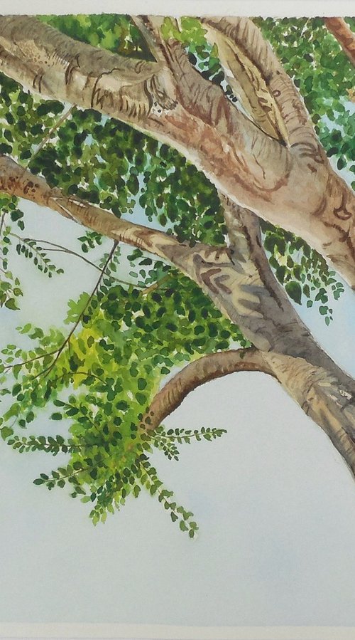 Sacred Fig Tree by Shweta  Mahajan