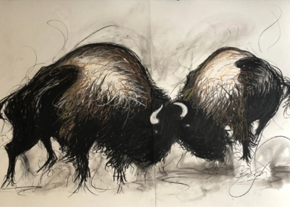 Impressionistic Animal Charcoal Drawing By Shabs Beigh, 50 X 39", Bison In A Rumble, Original Artwork