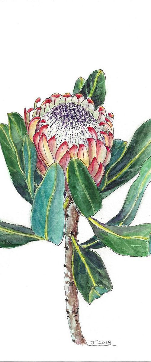 Protea by Jing Tian