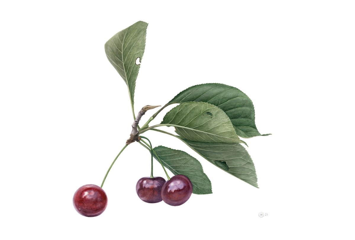 Photorealistic Botanical Watercolour By Yuliia Moiseieva, 22 X 15", Leaves Like Wings, Original Artwork