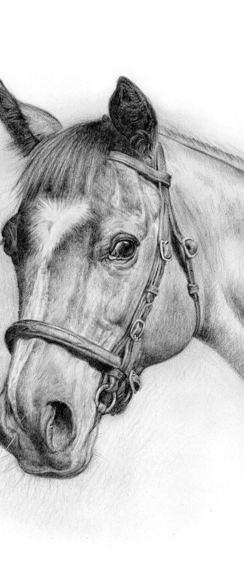 Horse Portrait 1 by Paul Moyse