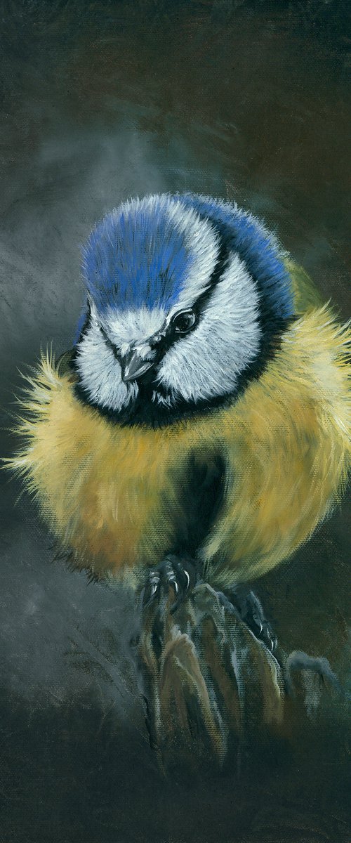 'Buffy the Blue tit' by Nicola Colbran