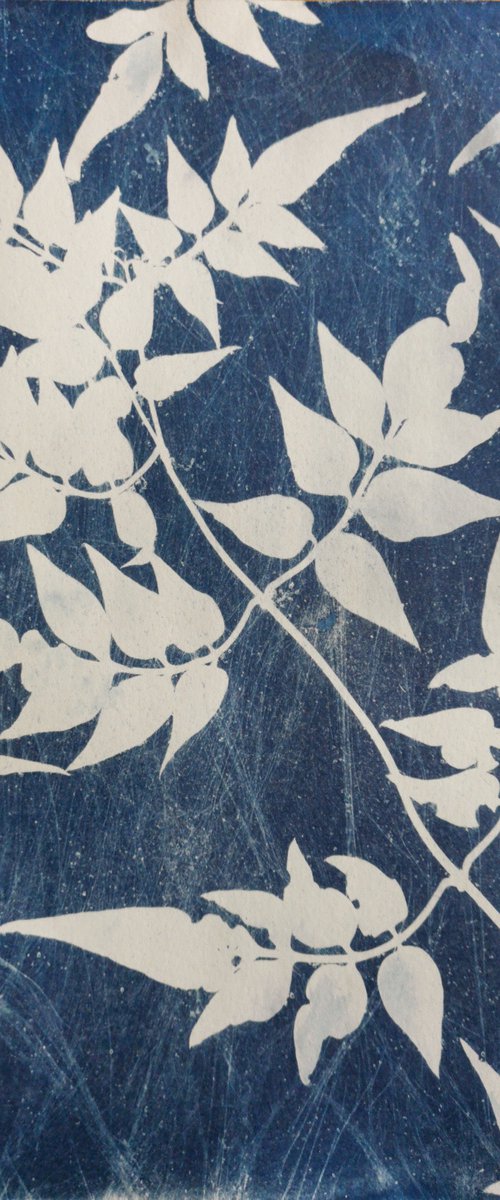 Jasmine Cyanotype by Paul Nash