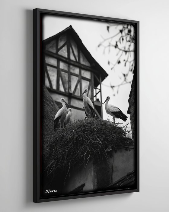 Storks on a roof B0805K