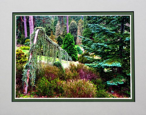 Fairy Tale Forest by Robin Clarke