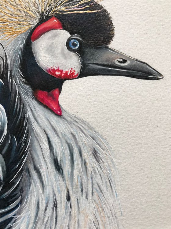 Crested Crane