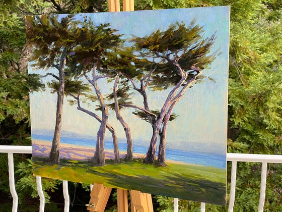 Coastal Cypress Swing Landscape