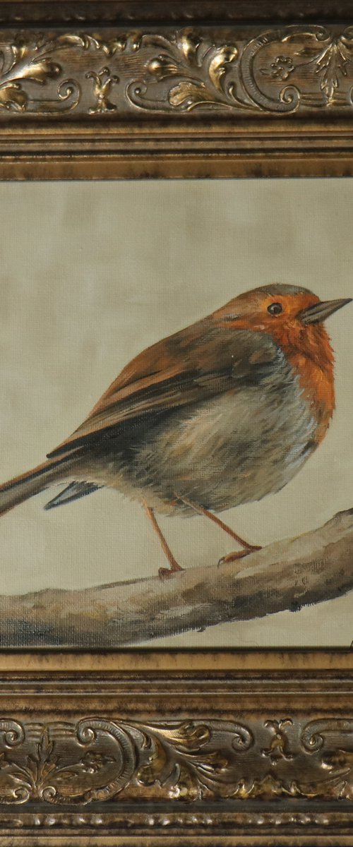 Lockdown's Morning Chorus Series - Red Robin by Alex Jabore