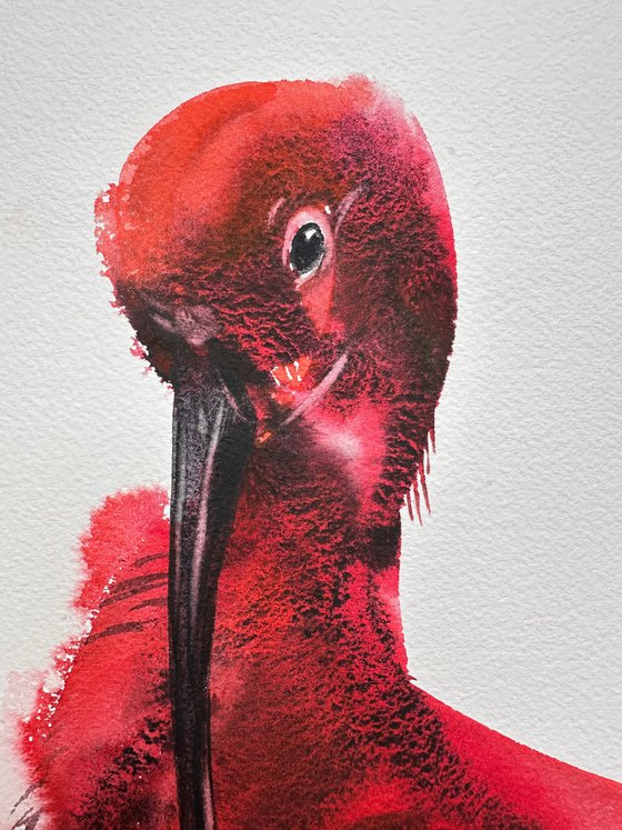 Birds: Two Scarlet Ibises