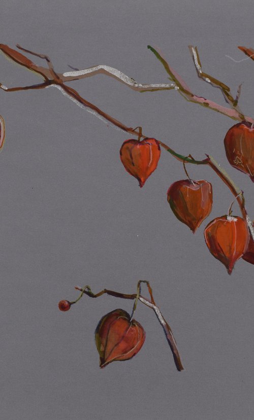 Physalis by Elena Sanina