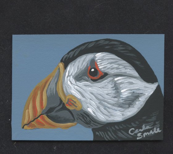 Atlantic Puffin Bird